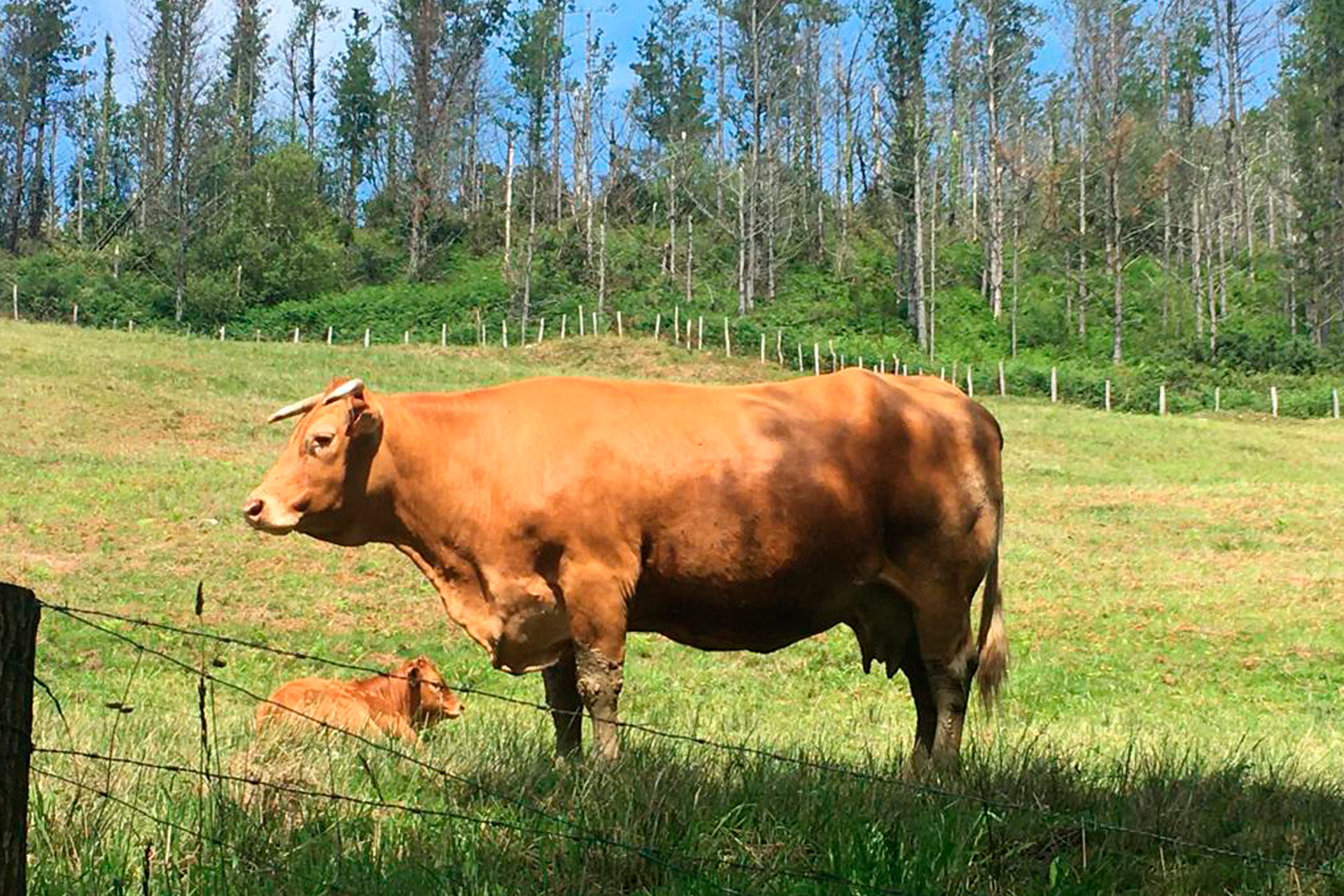 Carnicería Etxebeste Harategia - Nuestra Carne