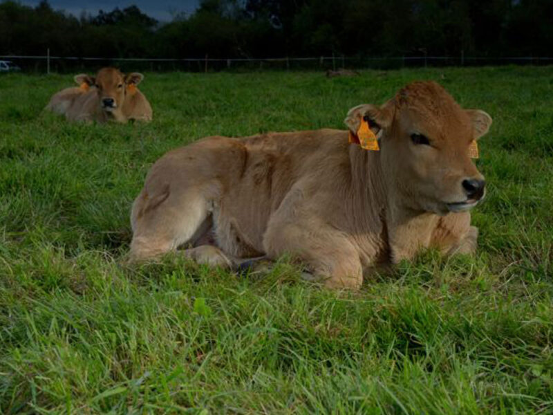 Ganadería de productores y caseríos de Gipuzkoa