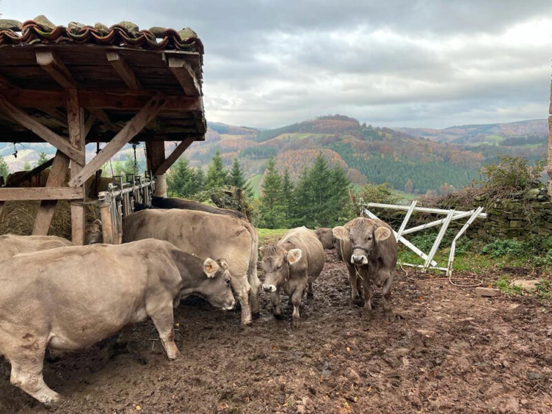 Ganadería de productores y caseríos de Gipuzkoa