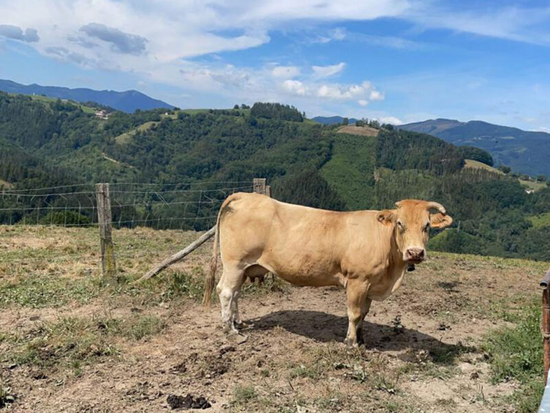 Ganadería de productores y caseríos de Gipuzkoa