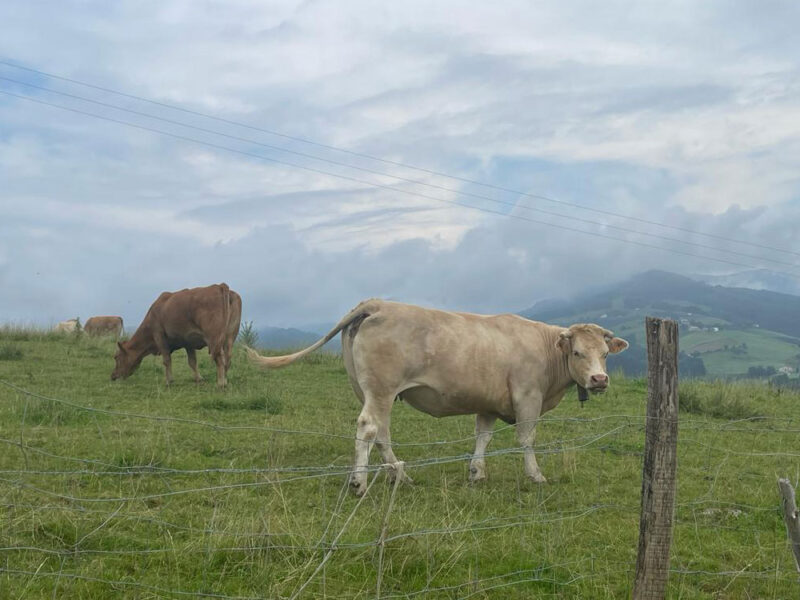 Ganadería de productores y caseríos de Gipuzkoa