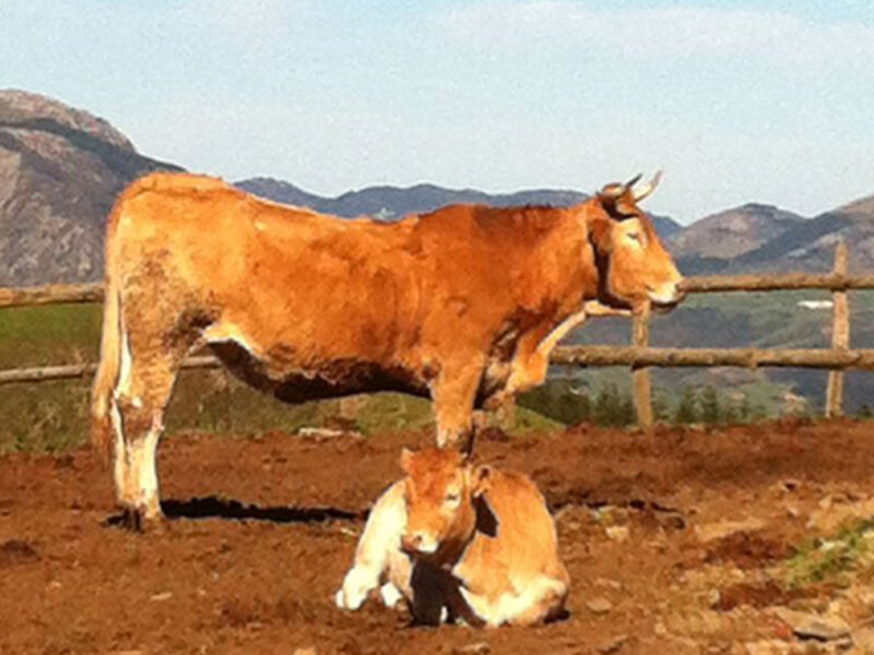 Ganadería de productores y caseríos de Gipuzkoa