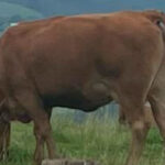 Productores de carne Gipuzkoa