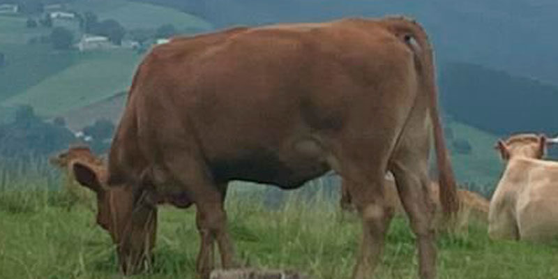 Productores de carne Gipuzkoa